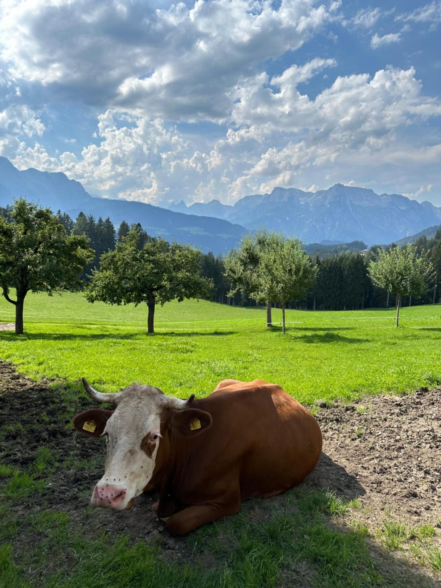 Frische Bergluft Und Laendlicher Charme - Ihr Aktiver Urlaub Am Muehlauhof มึลบาค อัม โฮคเคอนิก ภายนอก รูปภาพ